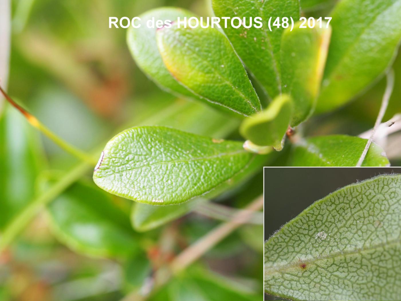 Bearberry leaf